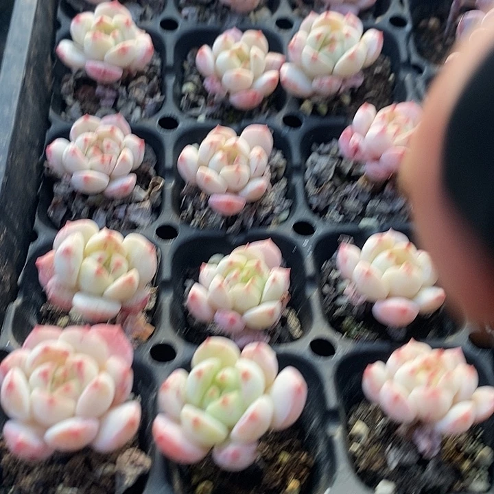 110 多肉植物盆栽花卉