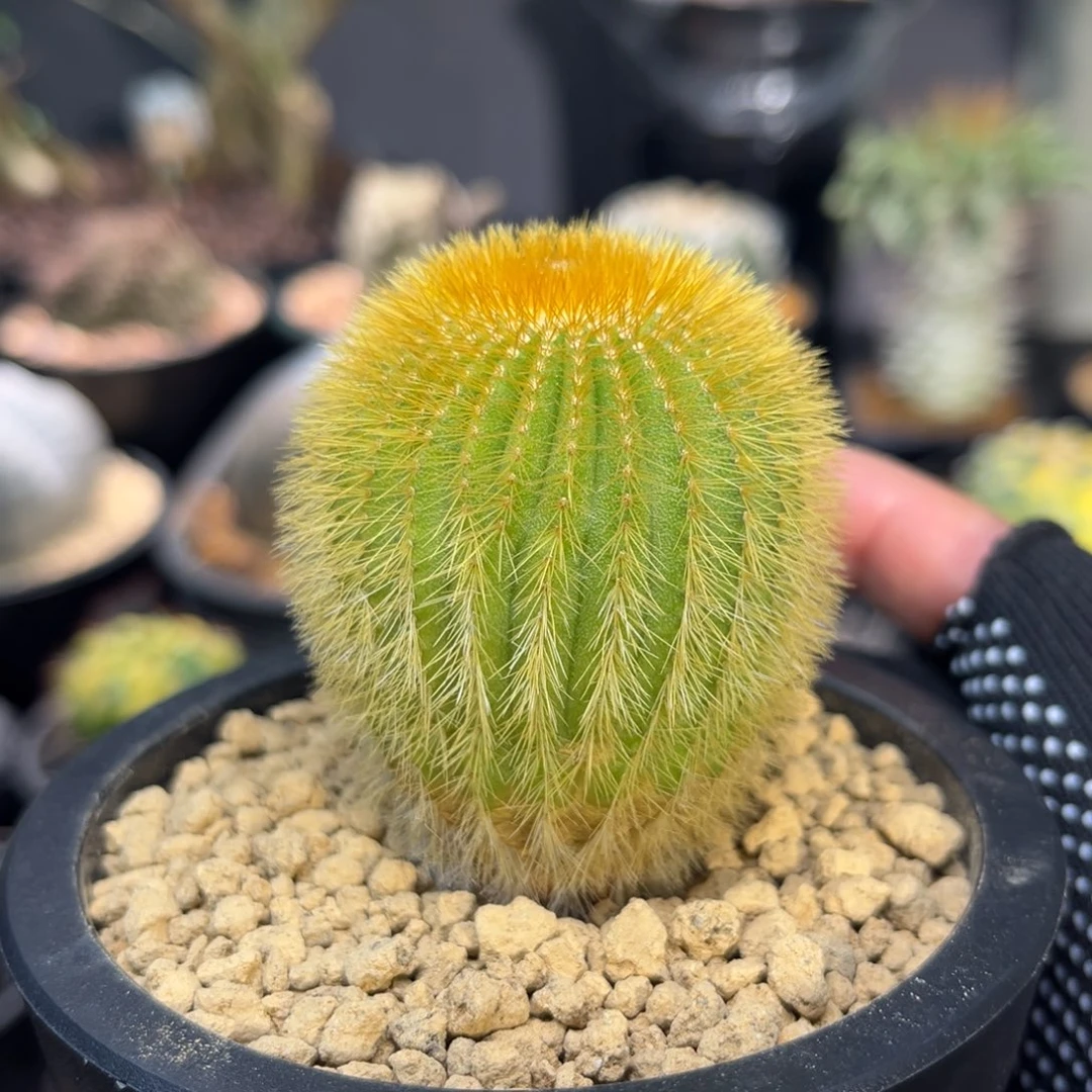 金刺尤伯Zzzzzzzzzzzzzzzzzz