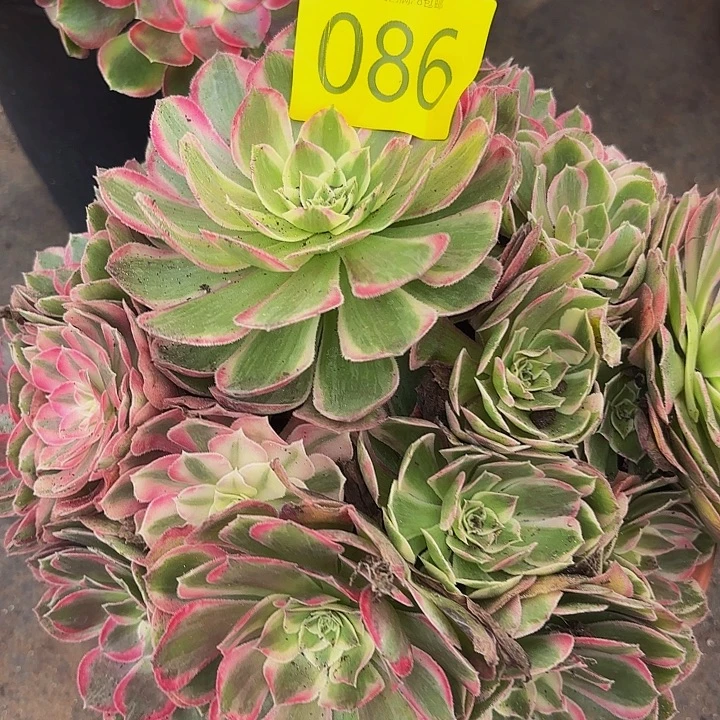 多肉植物福利来086个