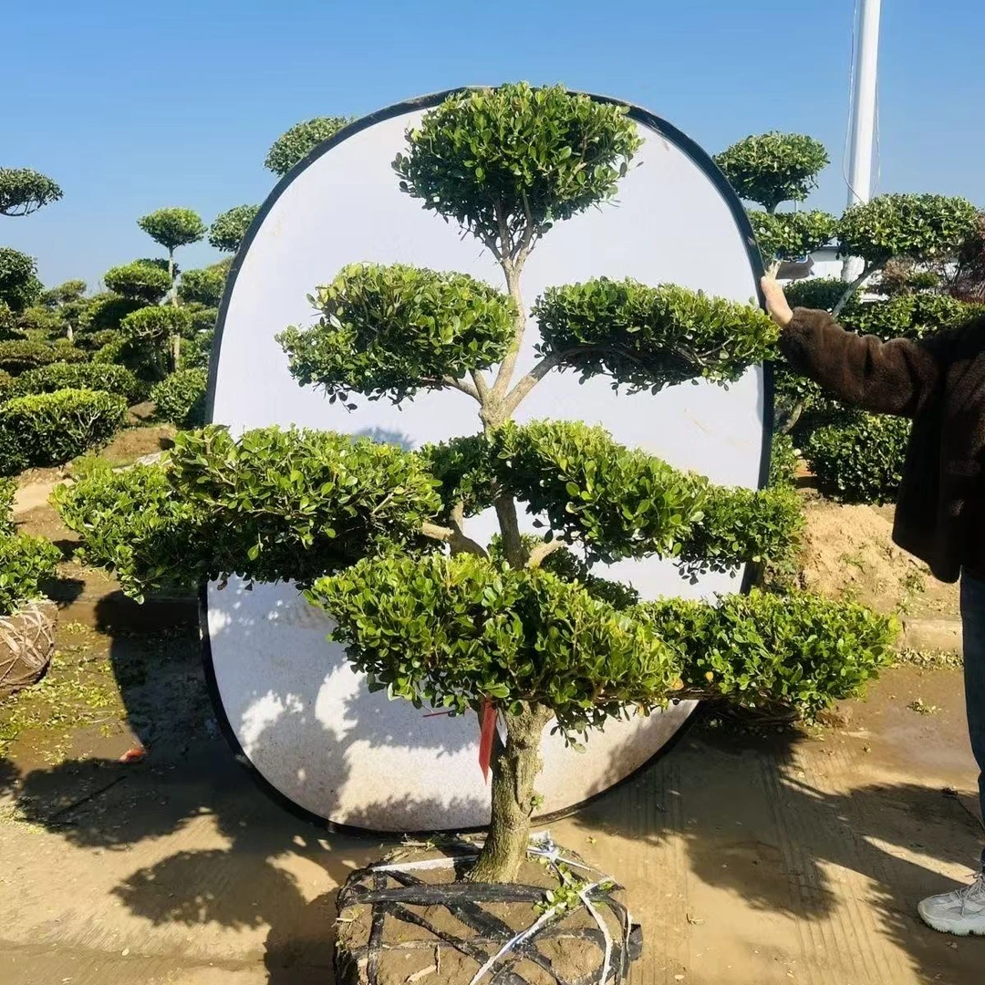 瓜子黄杨独杆树型黃杨造型素材庭院绿植室外景观黄杨精品盆栽老桩