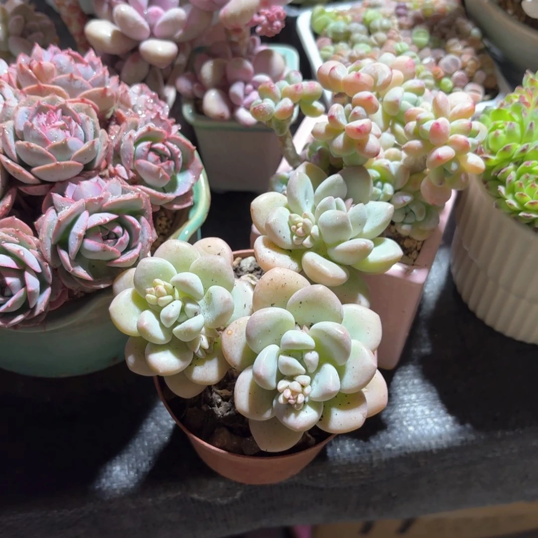 泡泡糖多肉整群9㎝盆