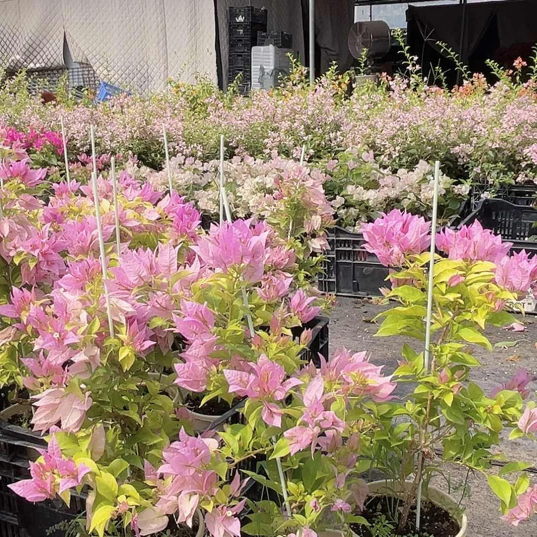 大部分花苞少量开放粉红豹带竹一颗