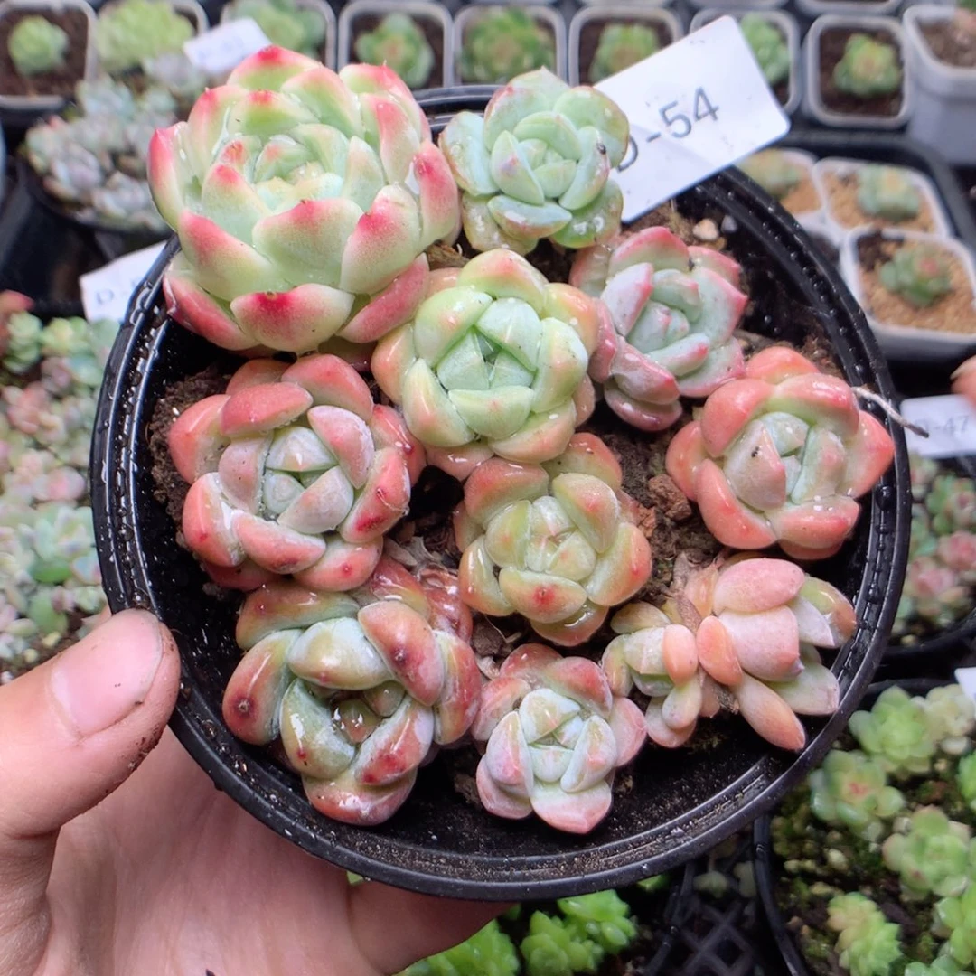 无花朵D54yyyyyyyyy