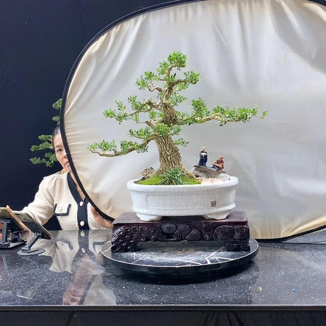 无花朵黄杨盆景造型