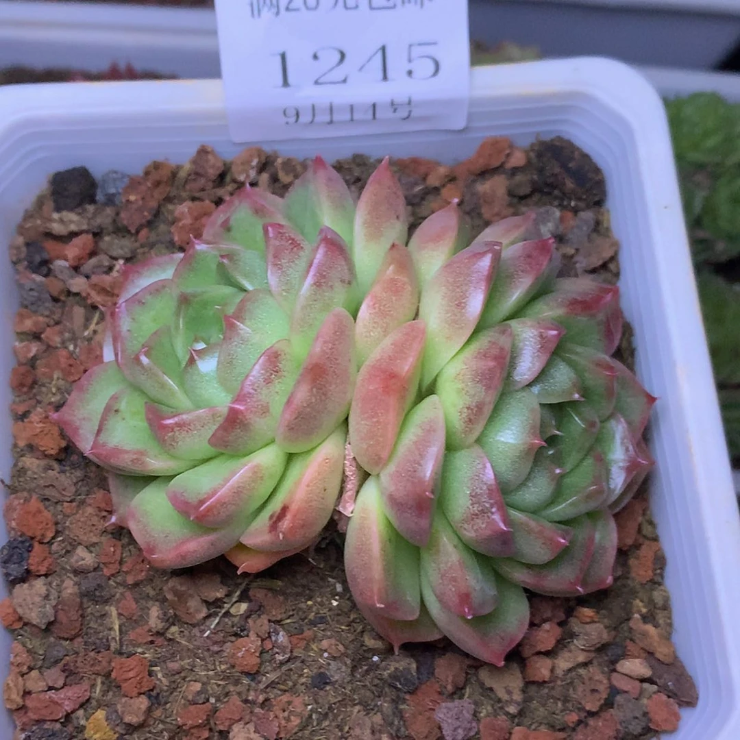 【闪购商品】云1245号