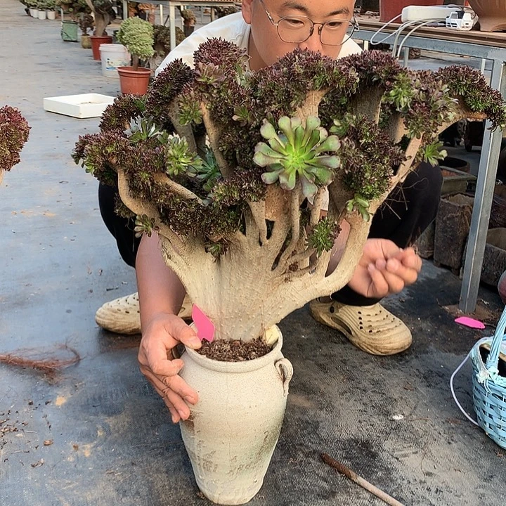 小***贵黑大师脱土发货啊