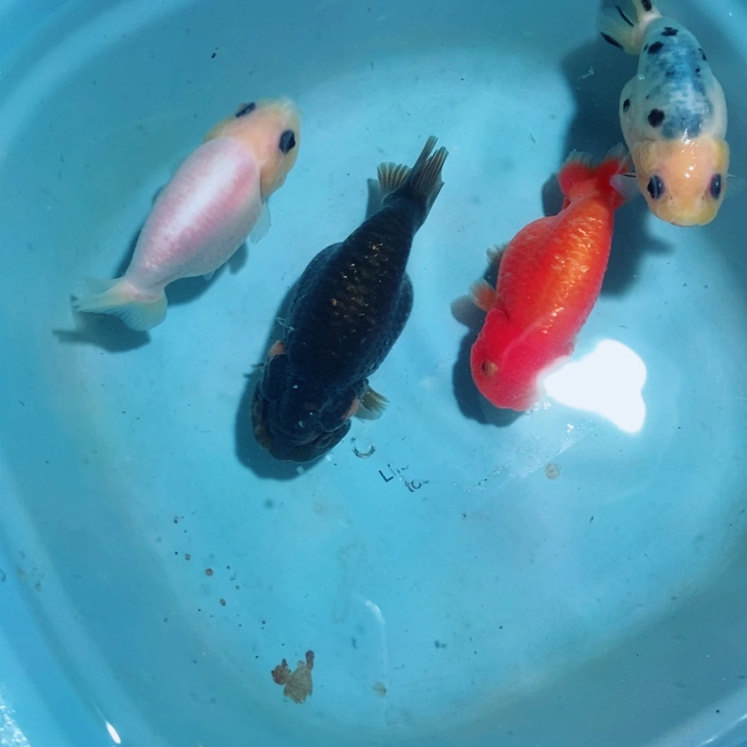 金鱼杰*不包邮落地包损包健康