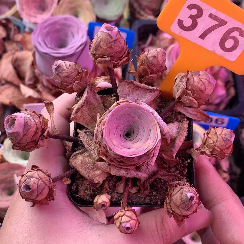 【闪购商品】红粉佳人376