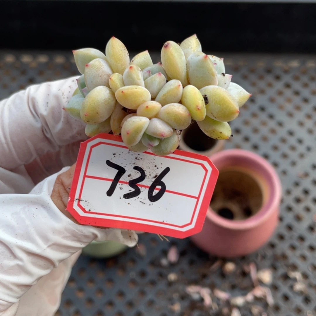 736号一颗20包邮新疆西藏不发