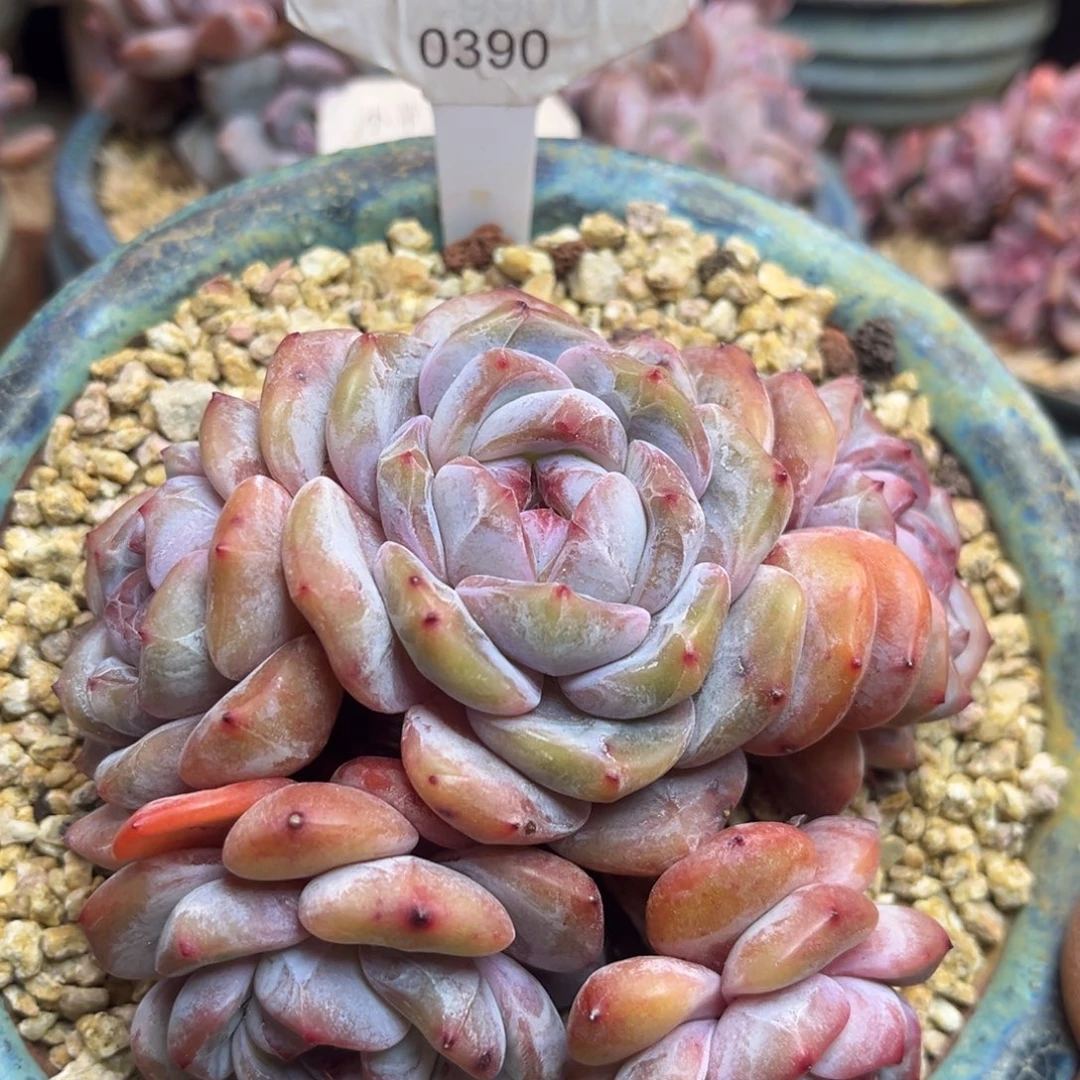 绿底紫心390/11cm5头