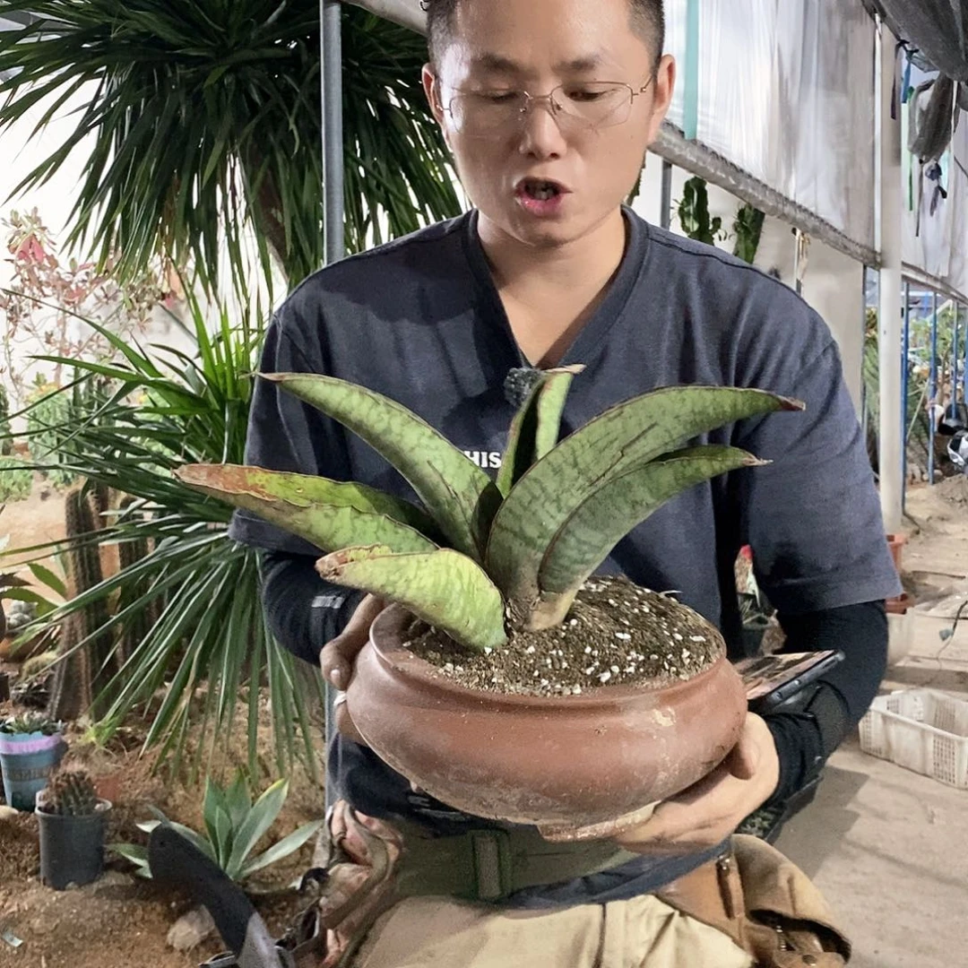 73号虎皮兰一物一拍