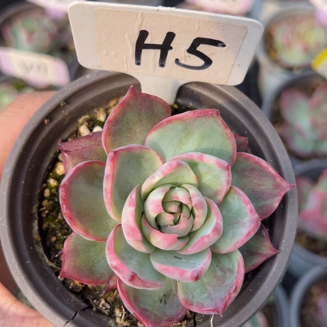 鱼*嗨H5惊鸿单头多肉