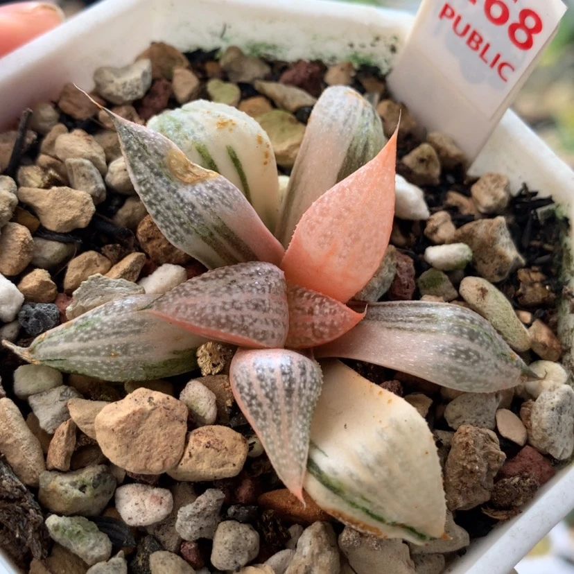 【闪购商品】268青蟹