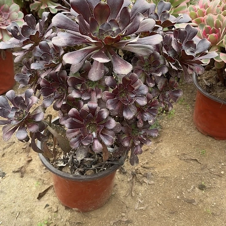 多肉植物法师黑法14