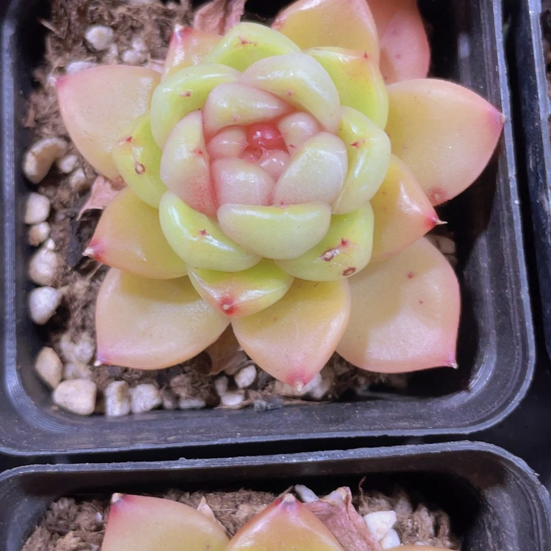 双*又皮埃拉a053一物一拍