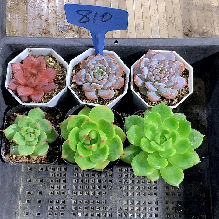 810号多肉植物园艺