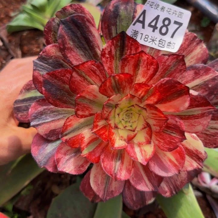 多肉法师伯爵朵朵