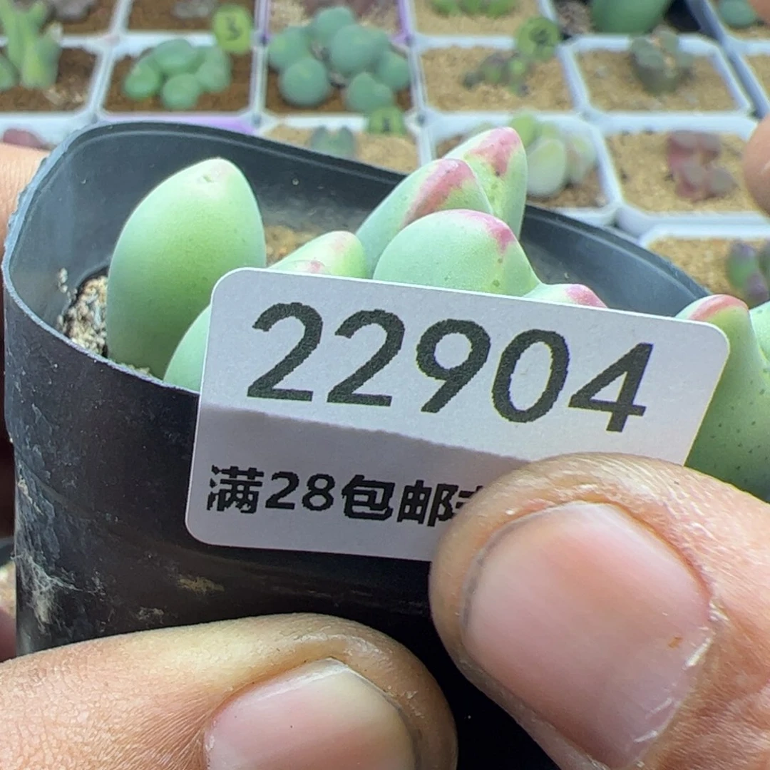 用****6大家过年好22905