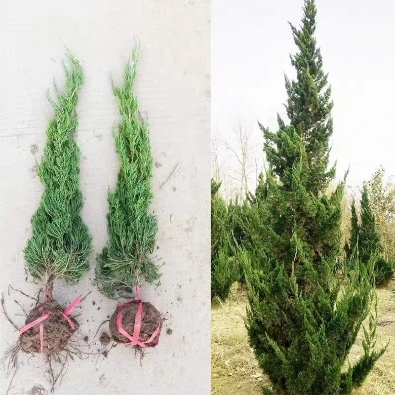 龙柏苗龙柏树苗松柏球龙柏树苗小龙柏球绿篱绿化耐寒四季常青耐寒