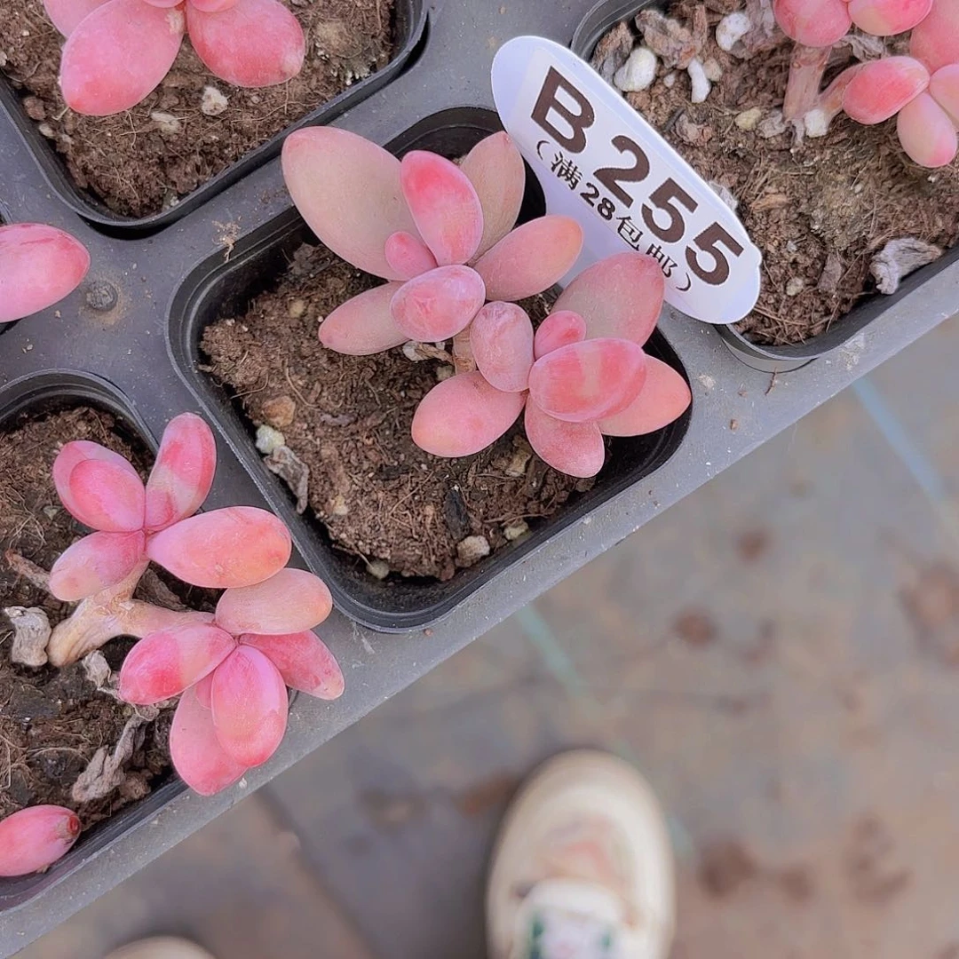 B255红手指一物一拍