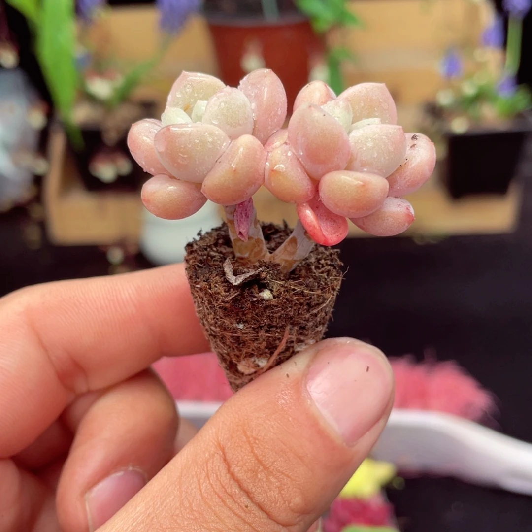 花瓣鹿多肉9.9包邮发货