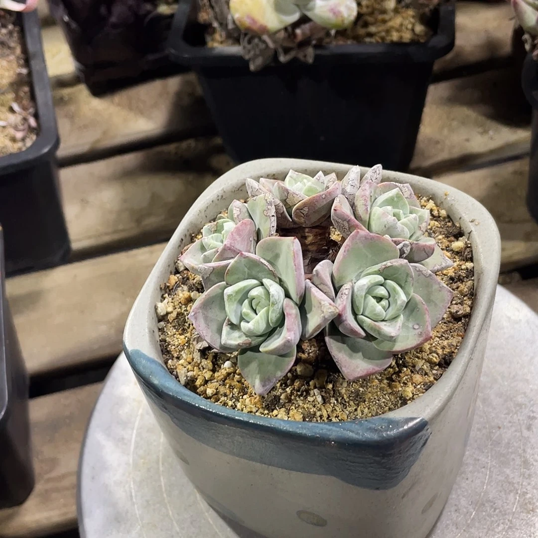 泡芙苹果叶仙女杯