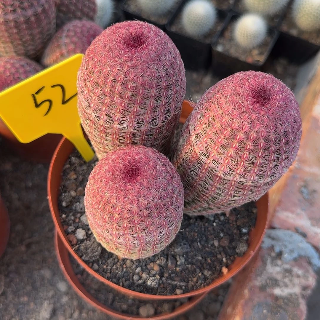 红太阳群生3头落地