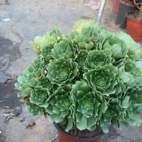 绿羊绒多肉植物023