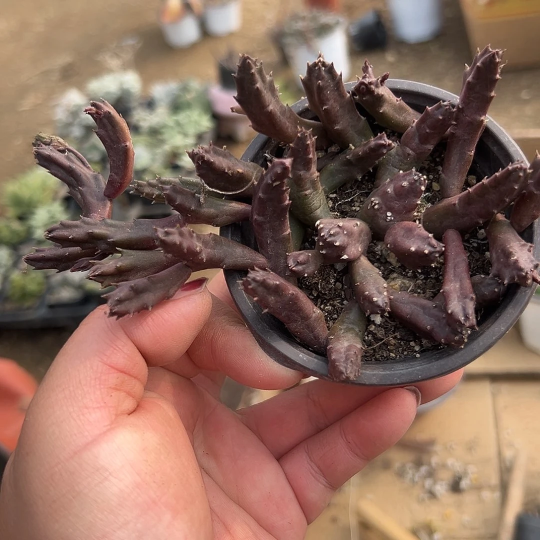 多肉植物红斑犀牛角