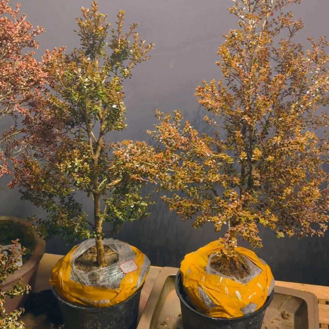 【闪购商品】完全开放