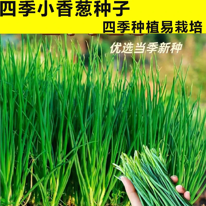 四季小香葱种子阳台室内外庭院盆栽分葱蔬菜种孑
