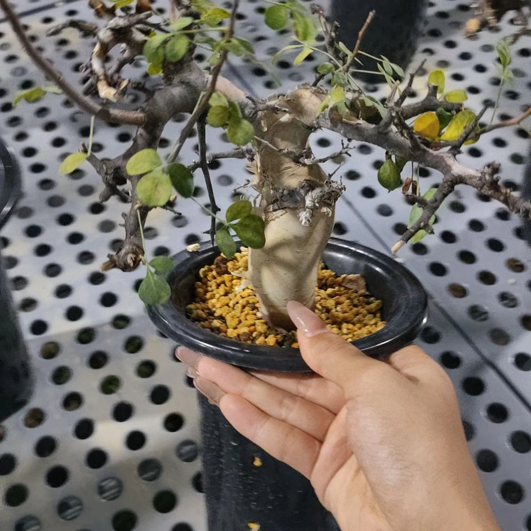 正白皮卡塔夫熟桩可寄养