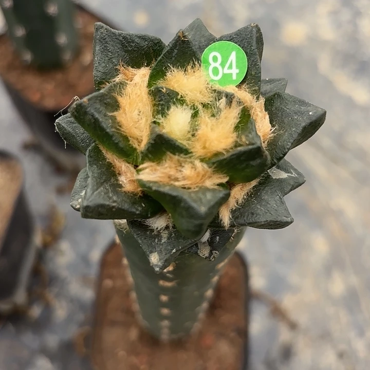 *****袖蒲苗接仙人球84