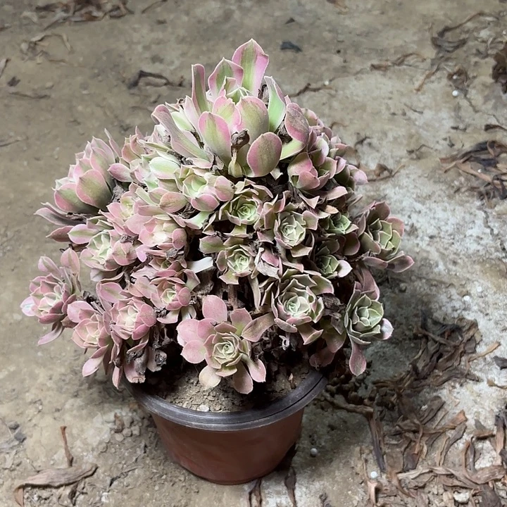 多肉植物法师香妃4