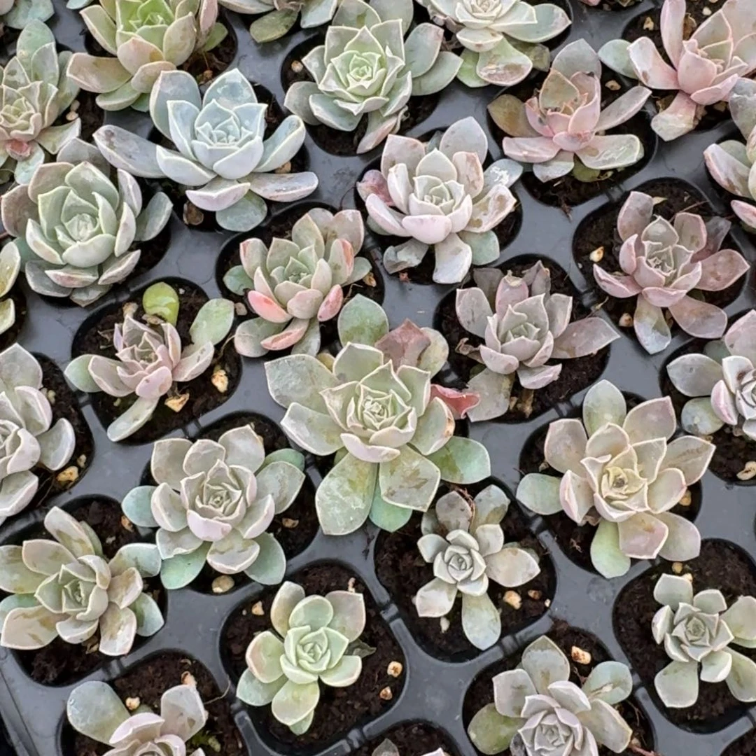 黑夜莲两颗量拍穴盘