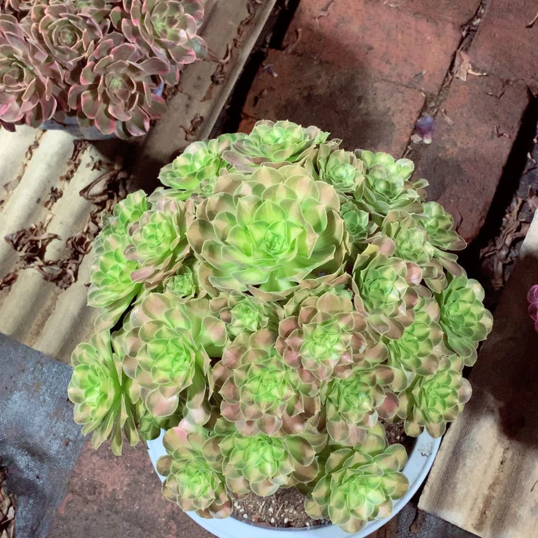 韶华捧花，多肉植物