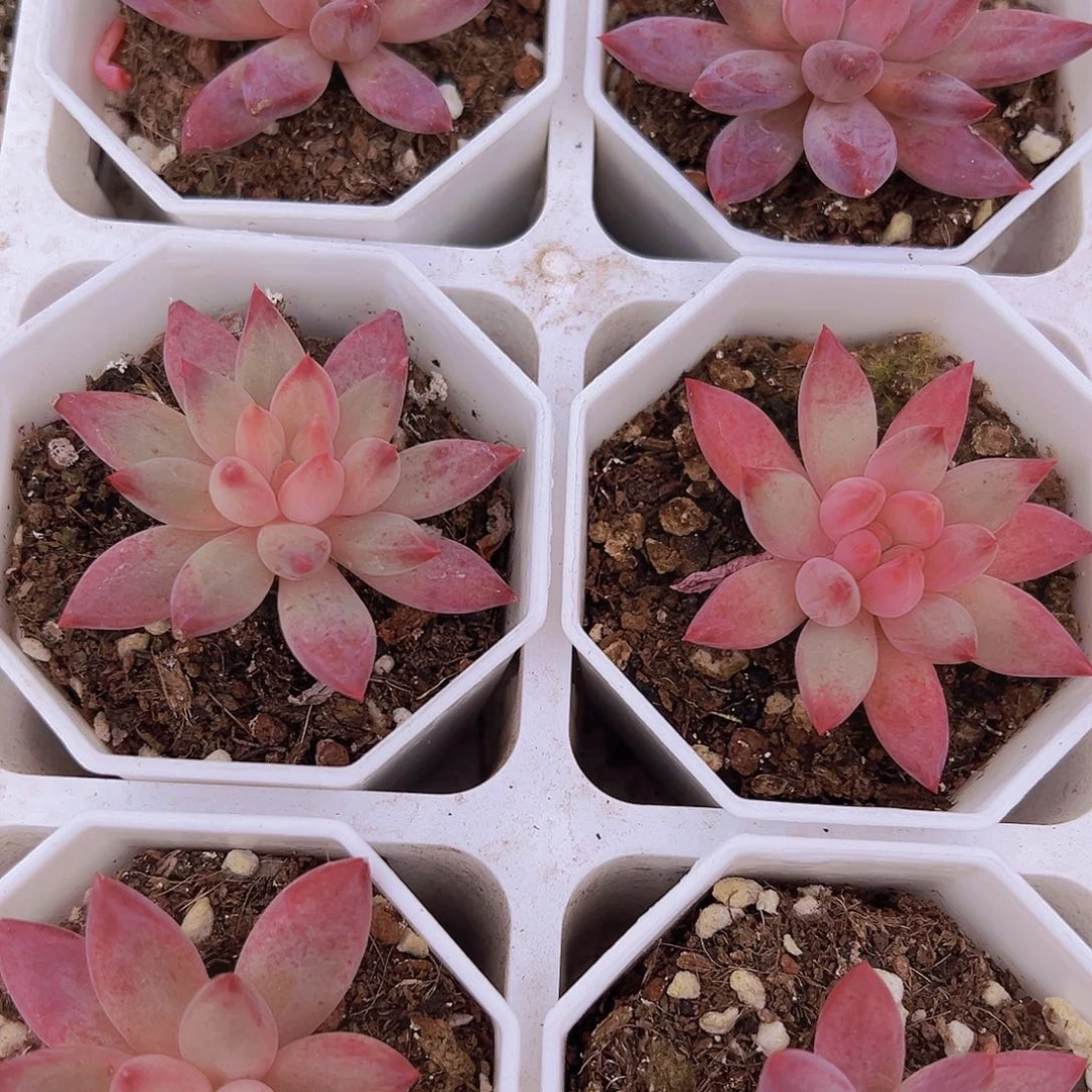 状态虞美人19包邮多肉