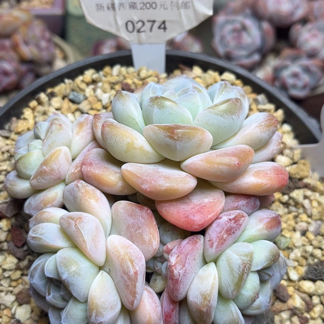 冰玉274/11cm4头多头