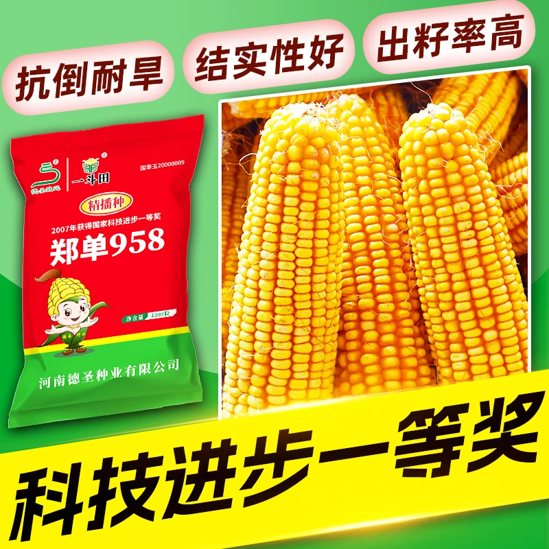 【划算4袋组合装】国审正品郑单958高产量玉米种子抗倒伏抗病虫