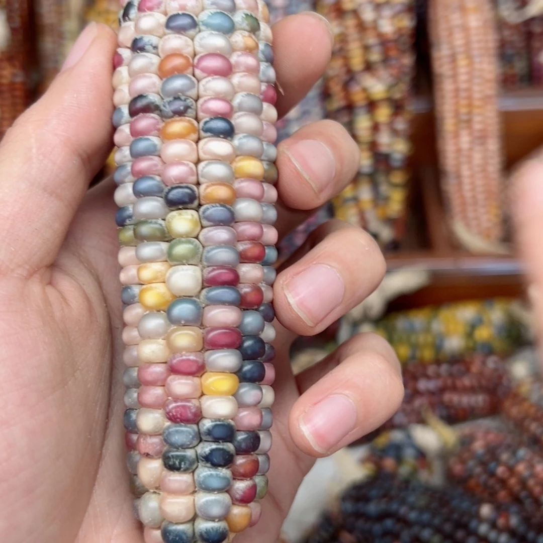 e***?文玩玉米毛料精品