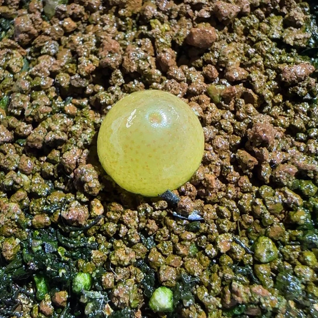 肉锥多肉植物组合-哈默973