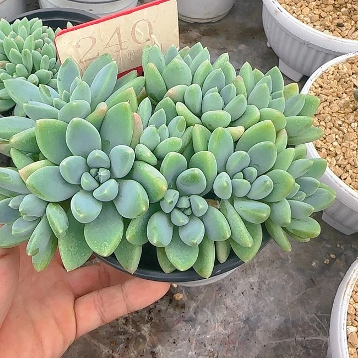 胖体奶糖240多肉植物