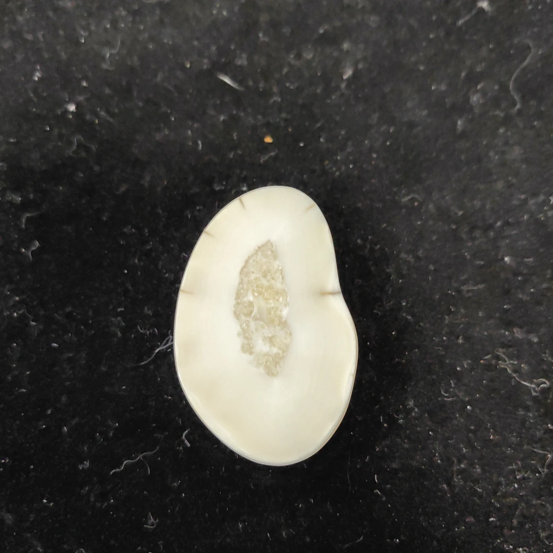 猛犸猛犸虬饼子WT518