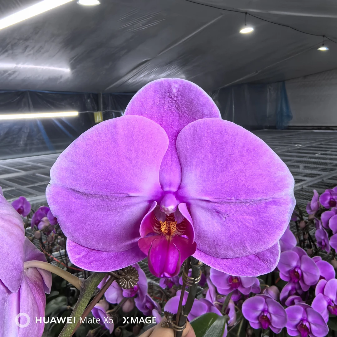 【云绡】大花室内盆栽蝴蝶兰绿植盆栽蝴蝶兰花卉