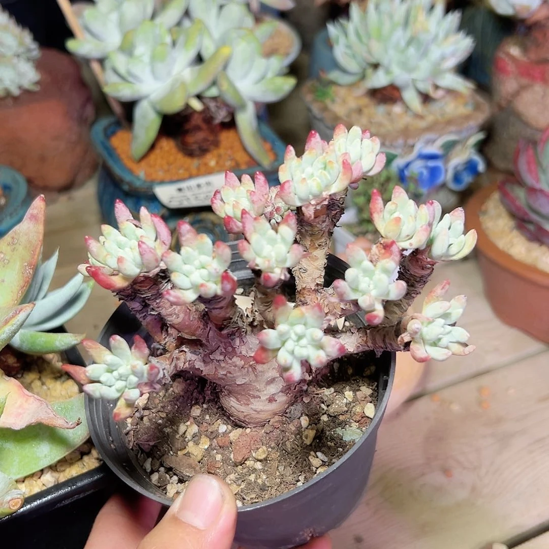 小鹿多肉一物一拍260