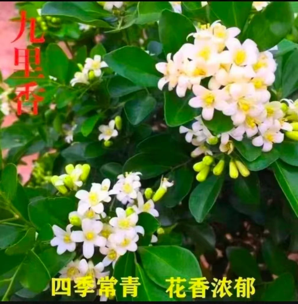 四季开花好养的九里香盆栽浓香型花卉室内绿植万年青盆栽
