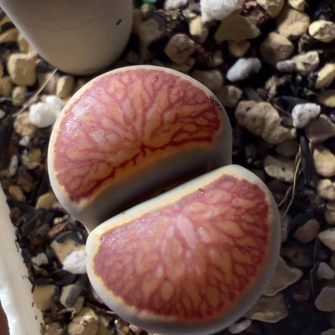 岛田红窗菊母本一物一拍