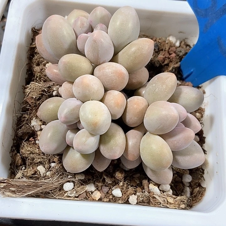 多肉植物粉色恋人6154