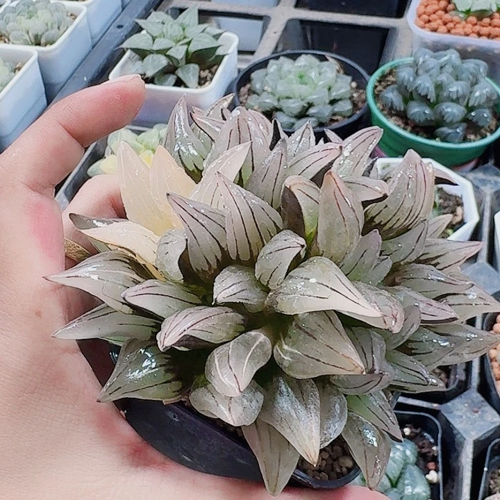 已***矣十二卷 西瓜群福利少锦