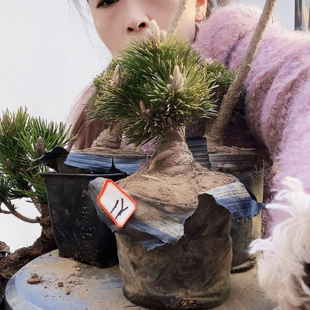 植物形态多年生草本